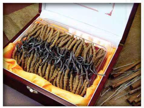 米林冬虫夏草回收